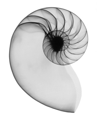 nautilus X-ray art