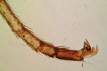Pocket Microscope