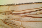 Pocket Microscope