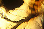Pocket Microscope