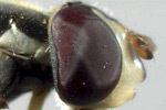 Pocket Microscope